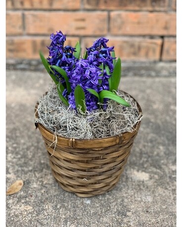 6in Wicker Pot size, inches height and inches wide.