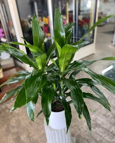 8in Ceramic size, inches height and inches wide.