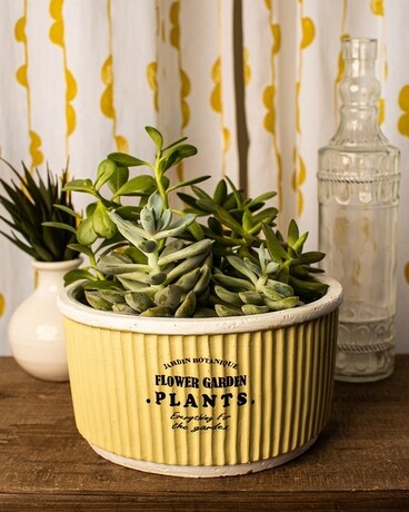 In Ceramic Pot size, inches height and inches wide.