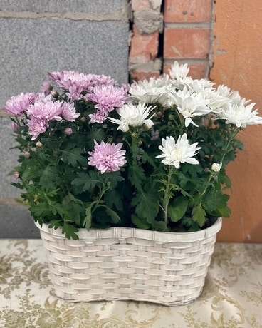 Standard Spring Mum size, inches height and inches wide.