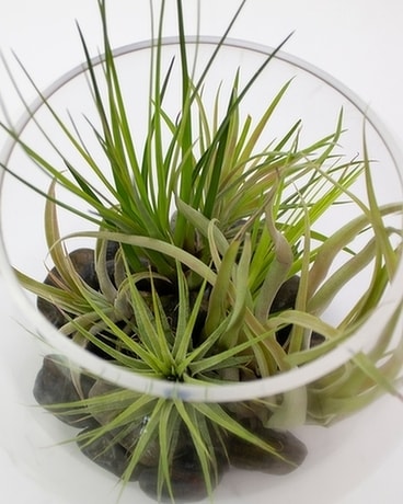 6in Bubble size, inches height and inches wide.