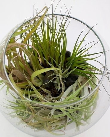 8in Bubble size, inches height and inches wide.