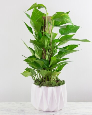 Standard - Wicker Basket 6