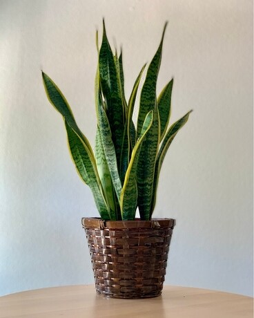 8in Wicker Basket size, inches height and inches wide.