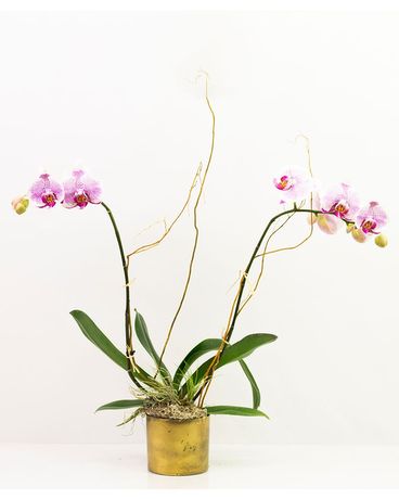 Deluxe - Orchid + Air Plant size, inches height and inches wide.