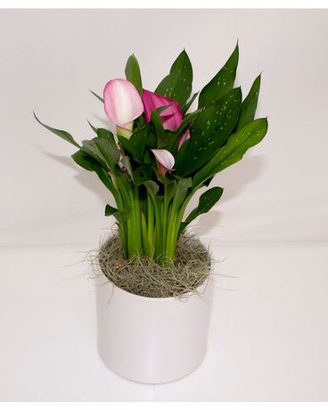 6in Ceramic size, inches height and inches wide.