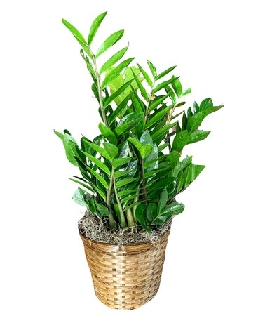 10in Wicker Basket size, inches height and inches wide.