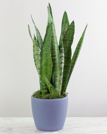 6in Ceramic size, inches height and inches wide.