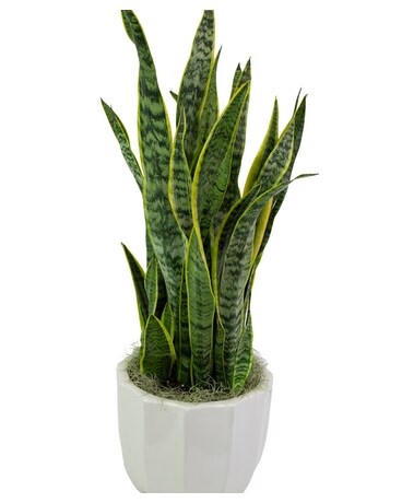 8in Ceramic size, inches height and inches wide.