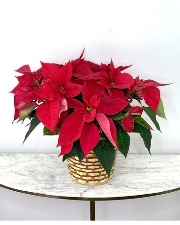 8 in Poinsettia size, inches height and inches wide.