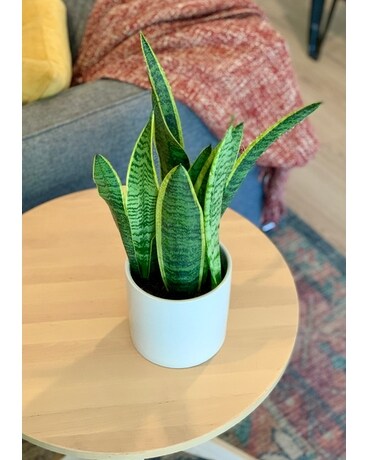 6in Ceramic size, inches height and inches wide.