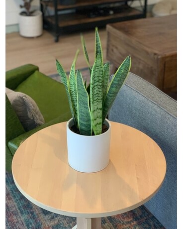 8in Ceramic size, inches height and inches wide.