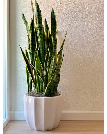 10in Ceramic size, inches height and inches wide.