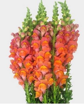 Orange by the Bunch size, inches height and inches wide.