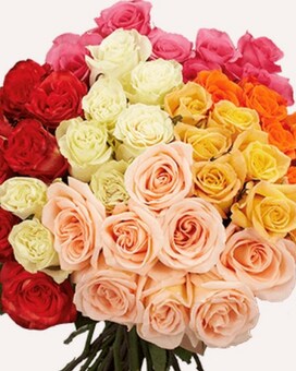 Pink 25 Stems size, inches height and inches wide.