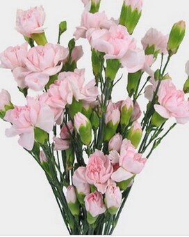 Pink by the Bunch size, inches height and inches wide.