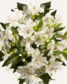 White by the Bunch size, inches height and inches wide.