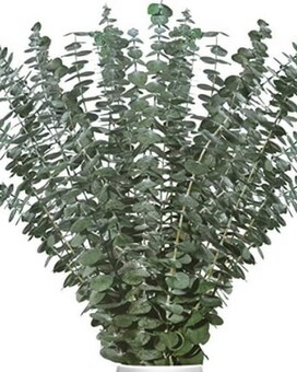 Gunni By the Bunch size, inches height and inches wide.