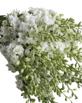 White by the Bunch size, inches height and inches wide.