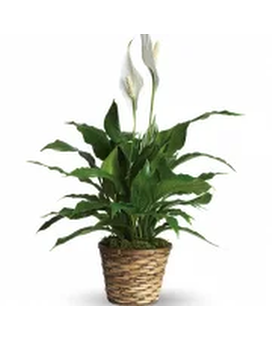 Standard size, 29.5 inches height and 22 inches wide.