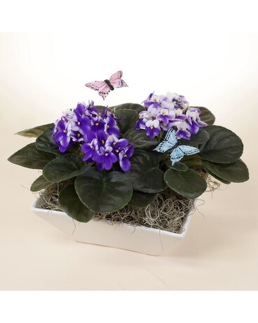 McShan Spring Violets Plant