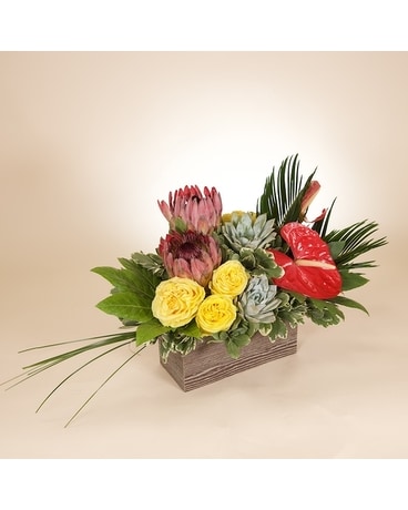 Deluxe size, inches height and inches wide.