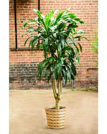 Standard size, inches height and inches wide.