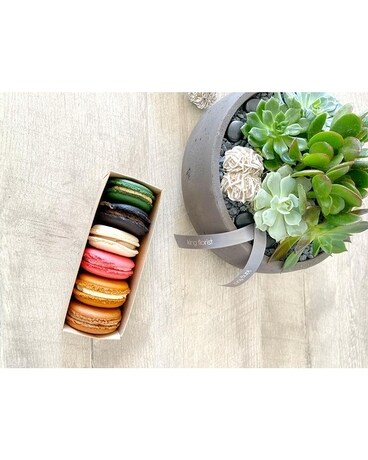 Garden and Half Dozen Macarons size, inches height and inches wide.