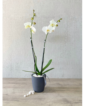 Plant Only size, inches height and inches wide.
