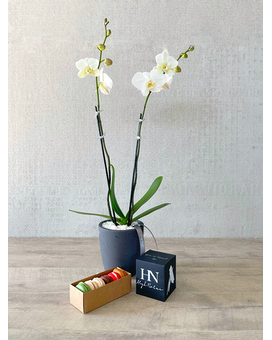Plant, Half Dozen Macarons, and Candle size, inches height and inches wide.
