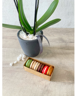 Plant and Half Dozen Macarons size, inches height and inches wide.