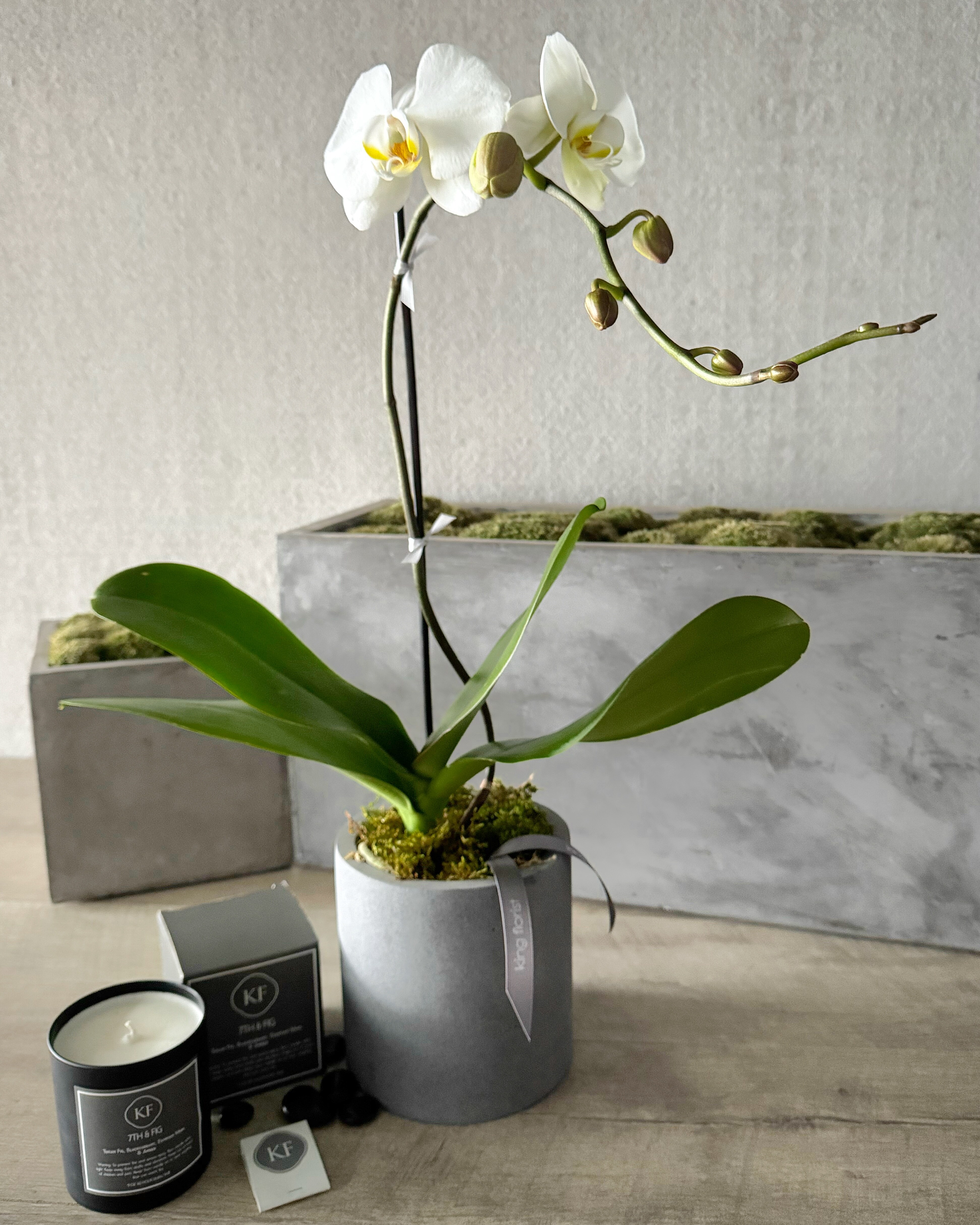 Plant and Candle size, inches height and inches wide.