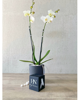 Plant and Candle size, inches height and inches wide.