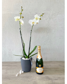 Plant and Champagne size, inches height and inches wide.