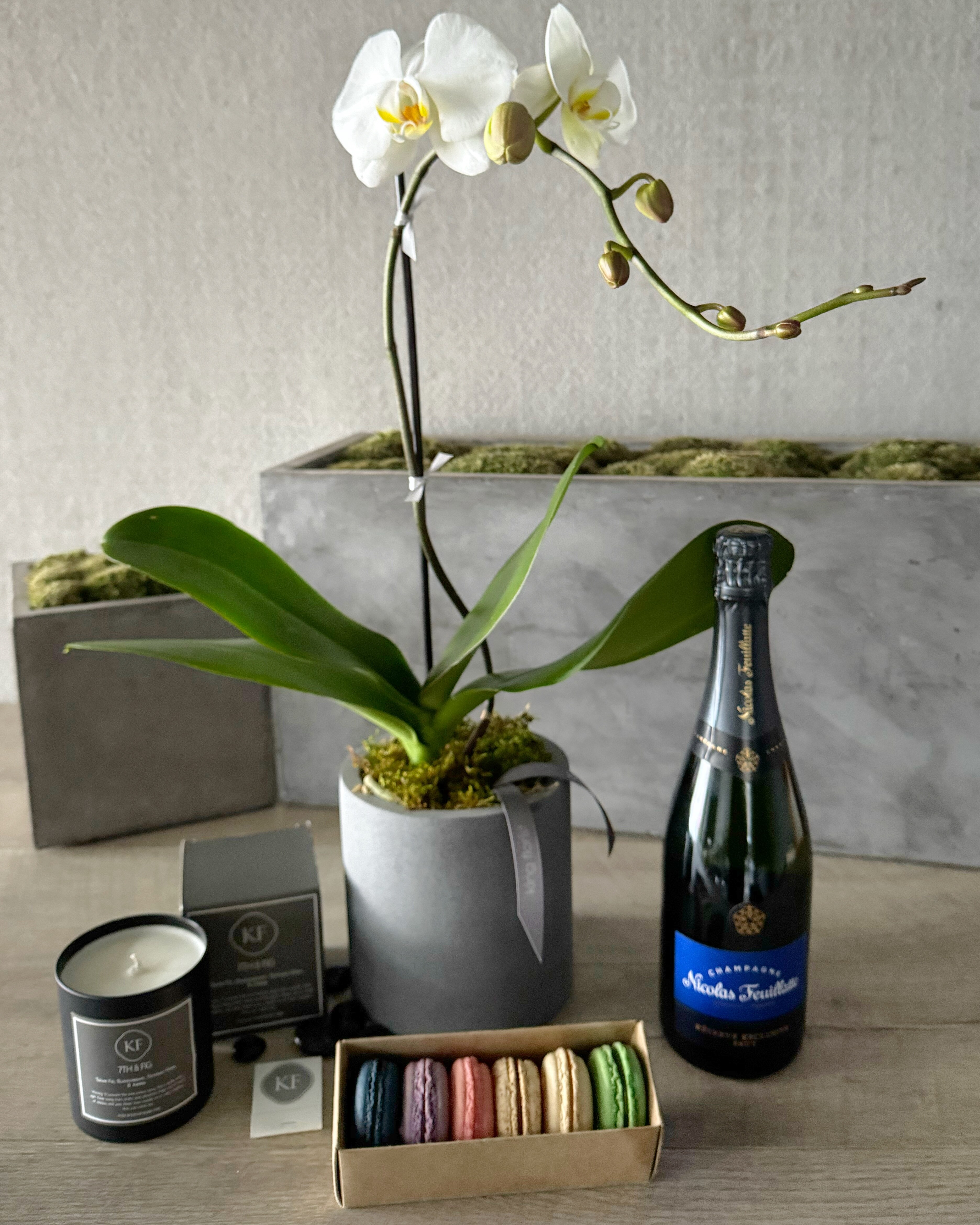 Plant and All Add-ons size, inches height and inches wide.