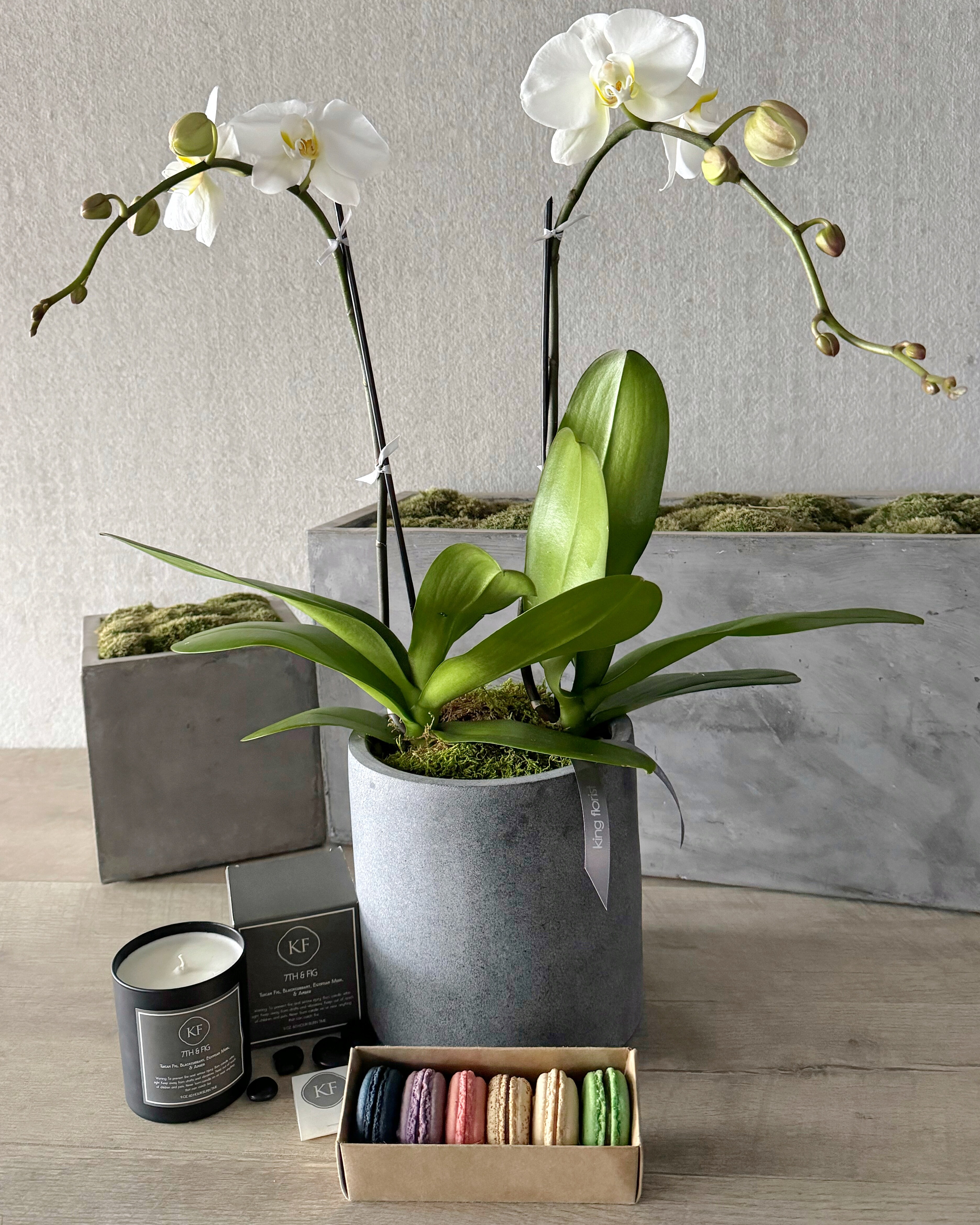Plant, Half Dozen Macarons, and Candle size, inches height and inches wide.