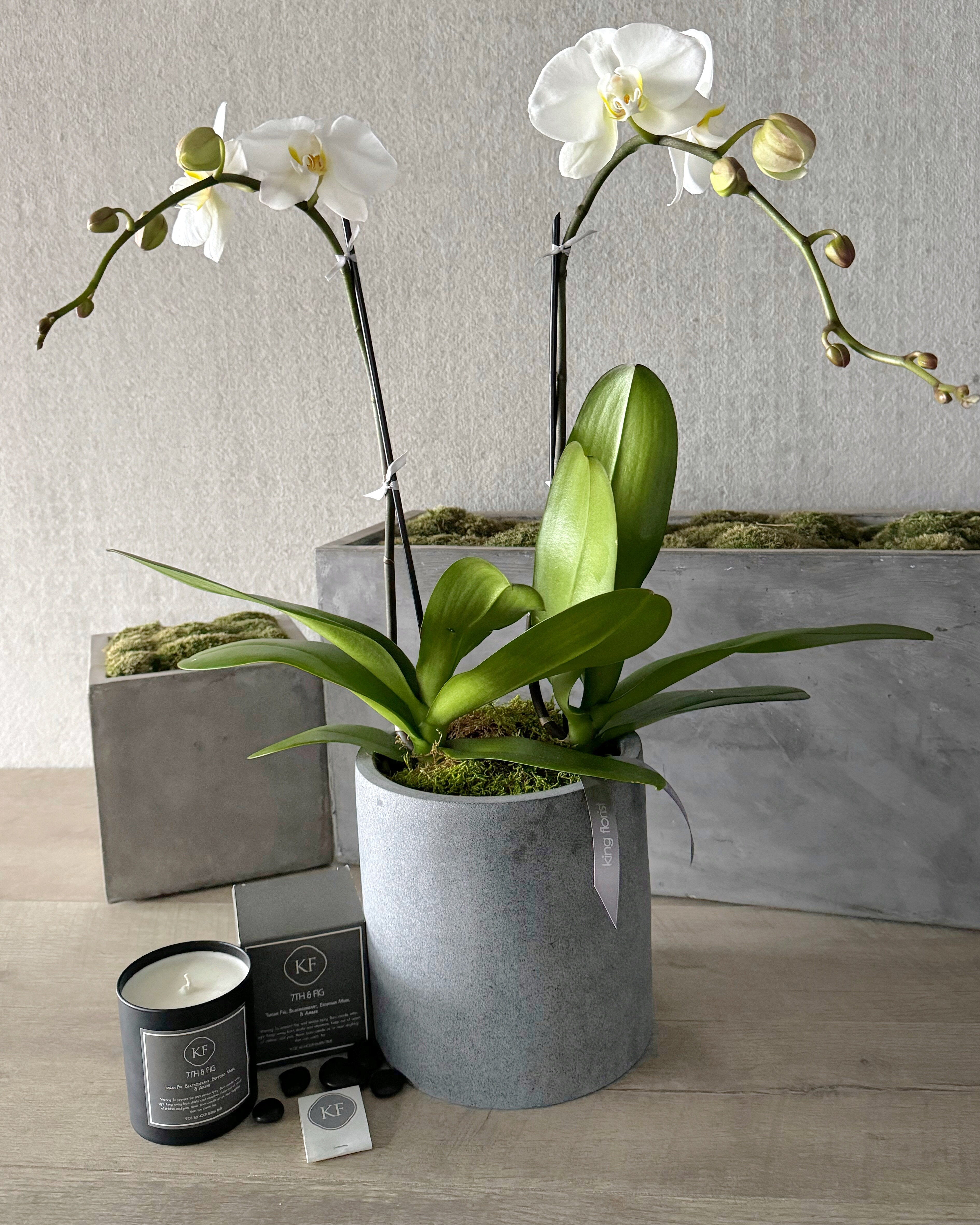 Plant and Candle size, inches height and inches wide.