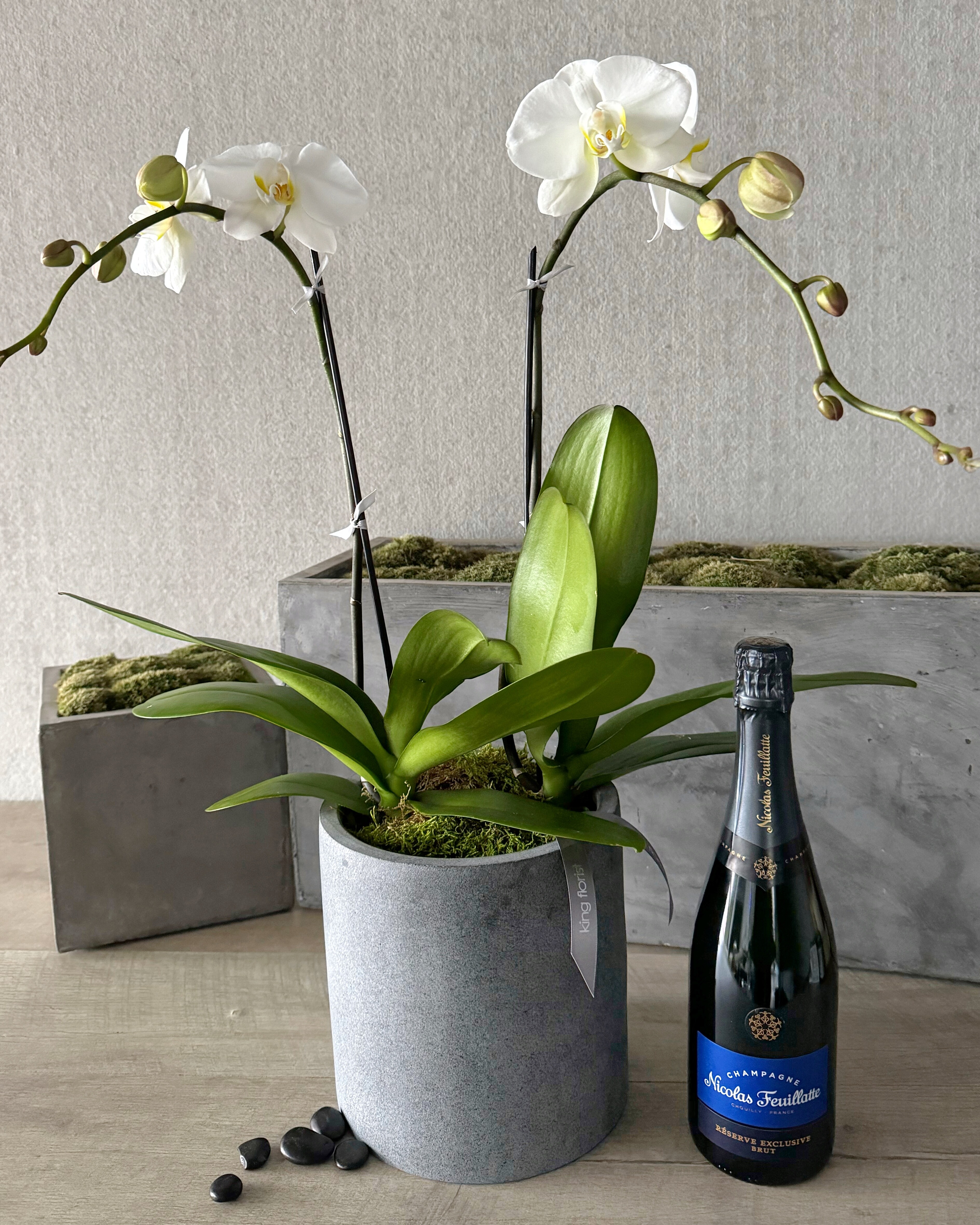 Plant and Champagne size, inches height and inches wide.