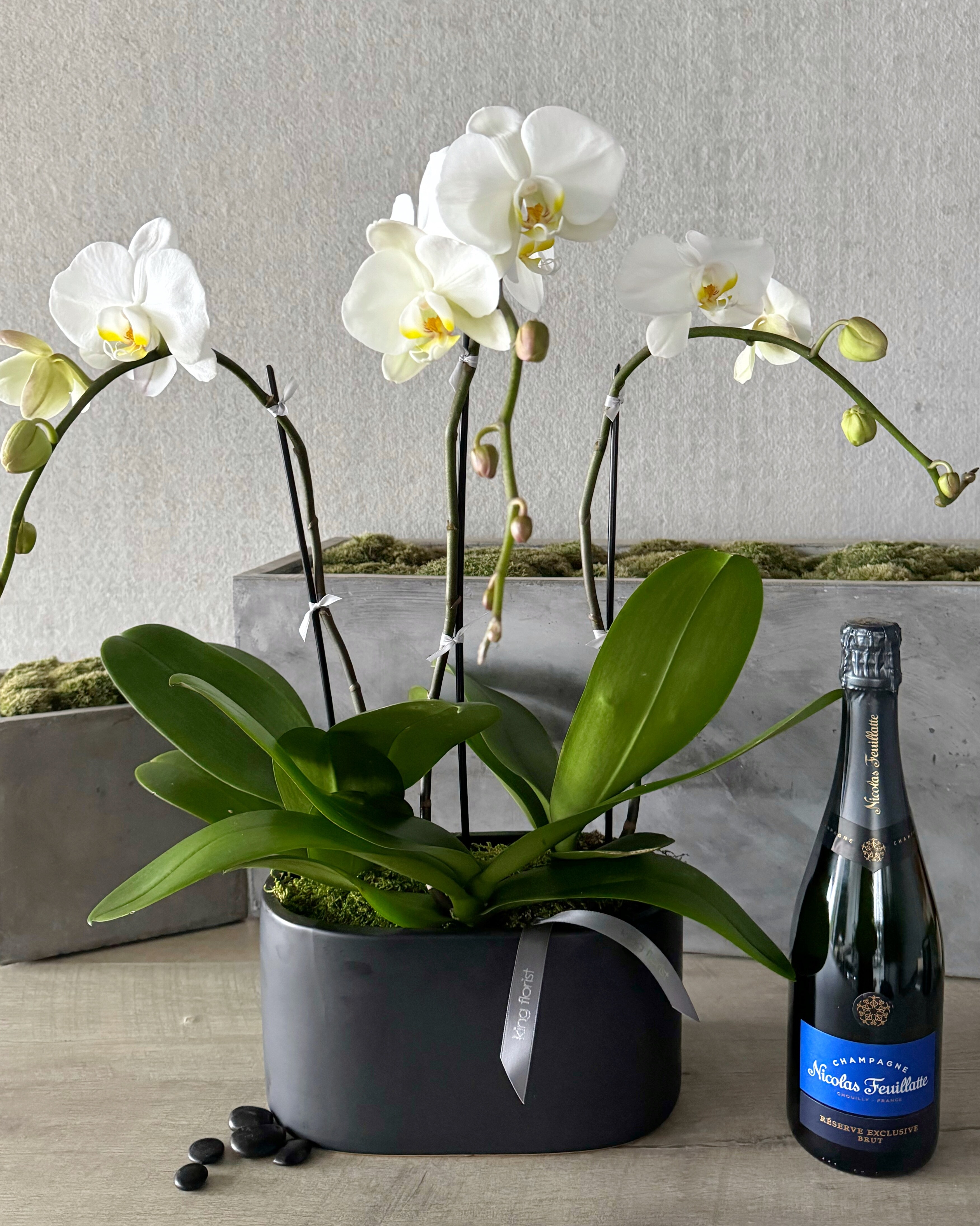 Orchid Garden and Champagne size, inches height and inches wide.