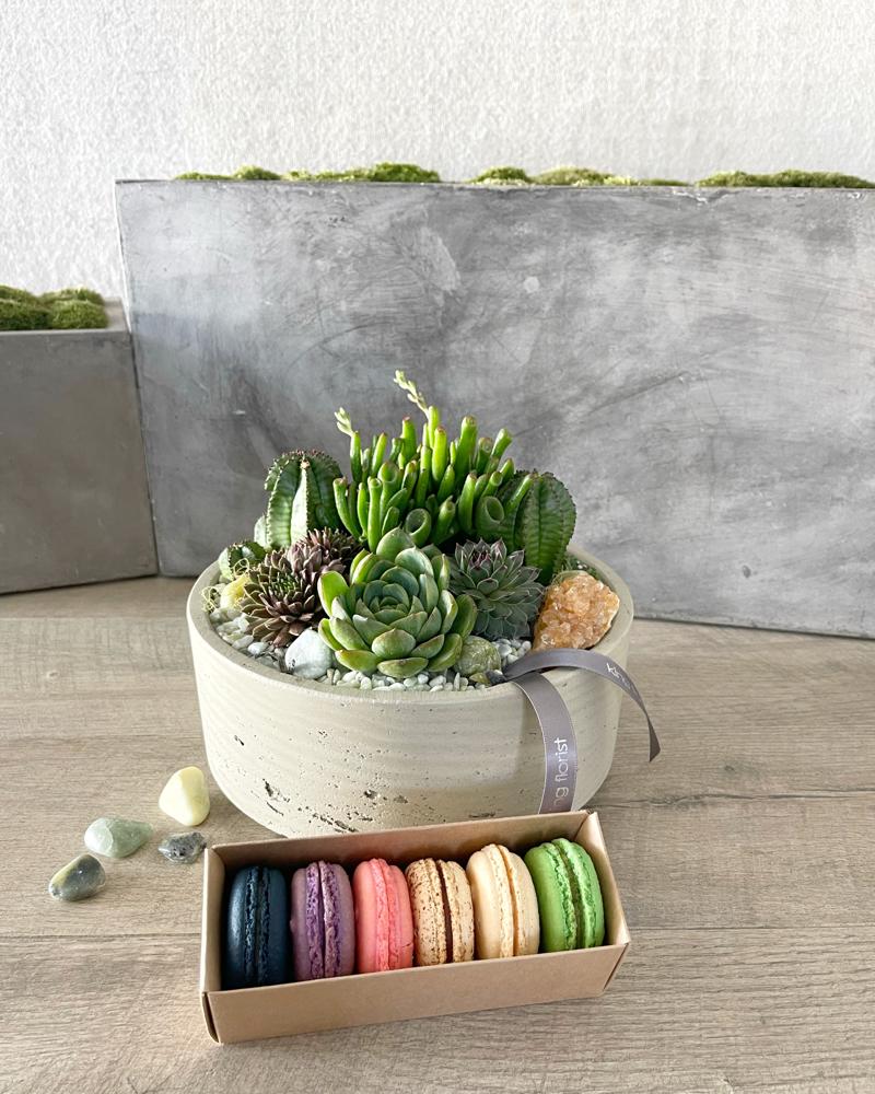 Garden and Half Dozen Macarons size, inches height and inches wide.