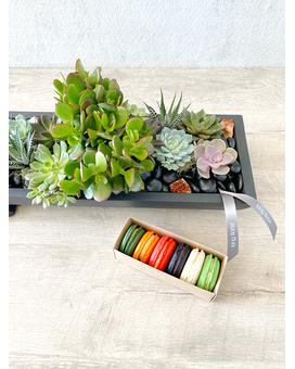 Garden and Half Dozen Macarons size, inches height and inches wide.