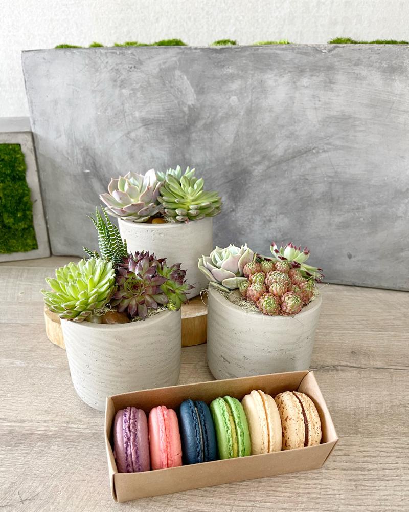 Trio and Half-Dozen Macarons size, inches height and inches wide.