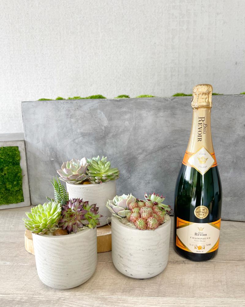Trio and Champagne size, inches height and inches wide.