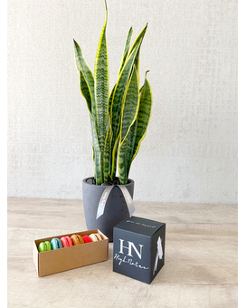 Plant, Half Dozen Macarons, and Candle size, inches height and inches wide.