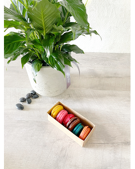 Plant, Half Dozen Macarons, and Candle size, inches height and inches wide.