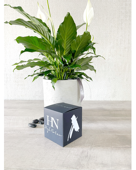 Plant and Candle size, inches height and inches wide.