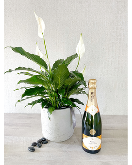 Plant and Champagne size, inches height and inches wide.