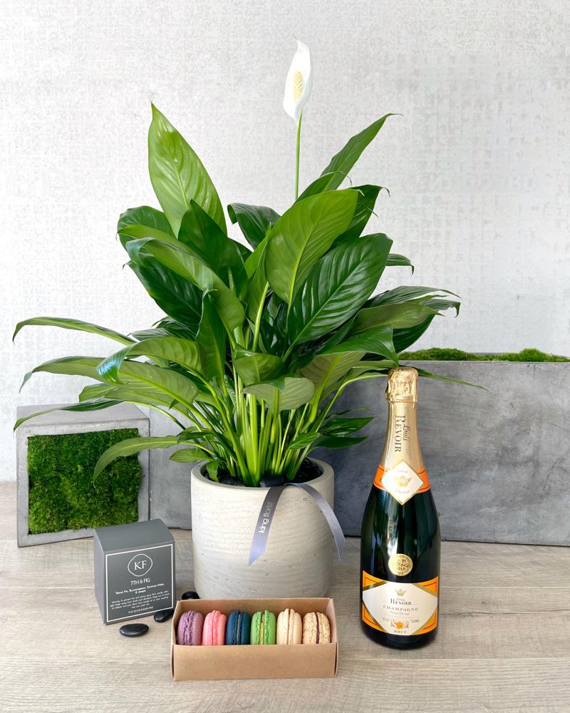 Plant and All Add-ons size, inches height and inches wide.