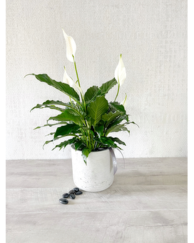 Plant and All Add-ons size, inches height and inches wide.