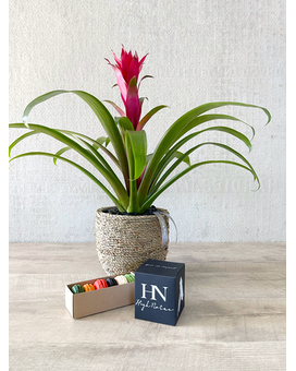 Plant, Half Dozen Macarons, and Candle size, inches height and inches wide.